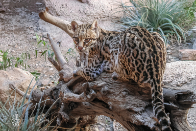 Ocelot Laying On Log Spotted ocelot (Leopardus pardalis) laying on log gazing at viewer.