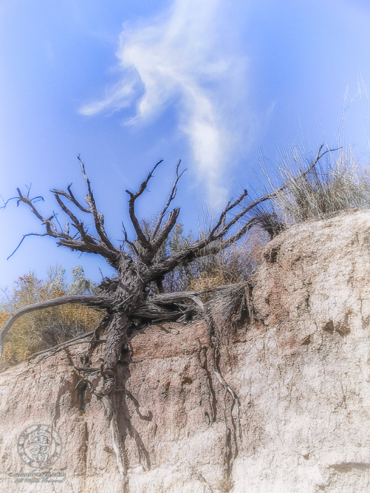 Mesquite tree clings tenaciously to side of dirt cliff.