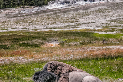 Geyser Sentinel American Bison (Bison bison) laying in dirt spot before smoldering Castle Geyser.