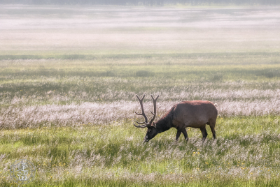 Elk Grazing In Meadow Male Elk (Cervus canadensis) grazing peacefully in a misty meadow.