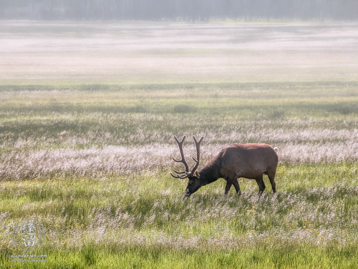 Male Elk (Cervus canadensis) grazing peacefully in a misty meadow.