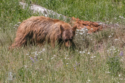 Black Bear Rooting For Morsels Black Bear (Ursus americanus) rooting for morsels.