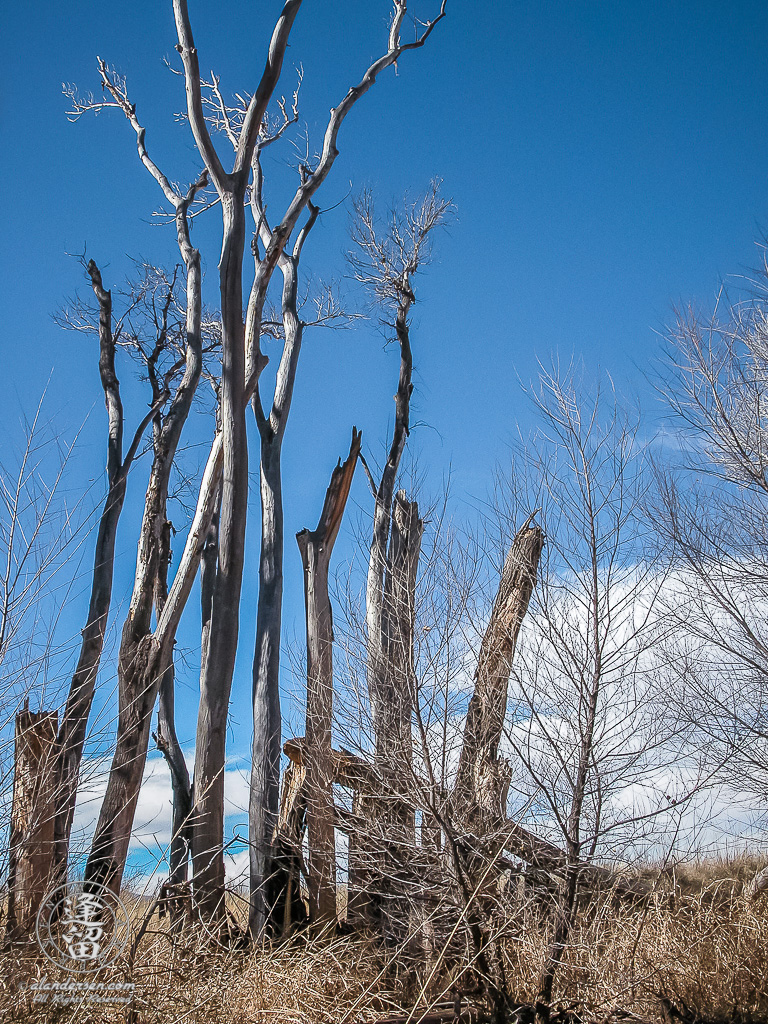 Cottonwood saplings framing skeletal remains of ancestors.