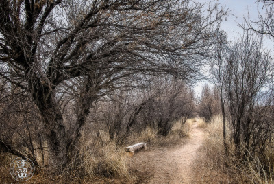 Bench Beneath The Mesquites Rough-cut wooden bench beneath shade of mesquite trees.