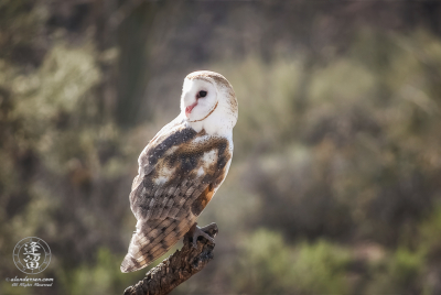 Barn Owl 1 Barn Owl (Tyto alba) perched on cholla branch.