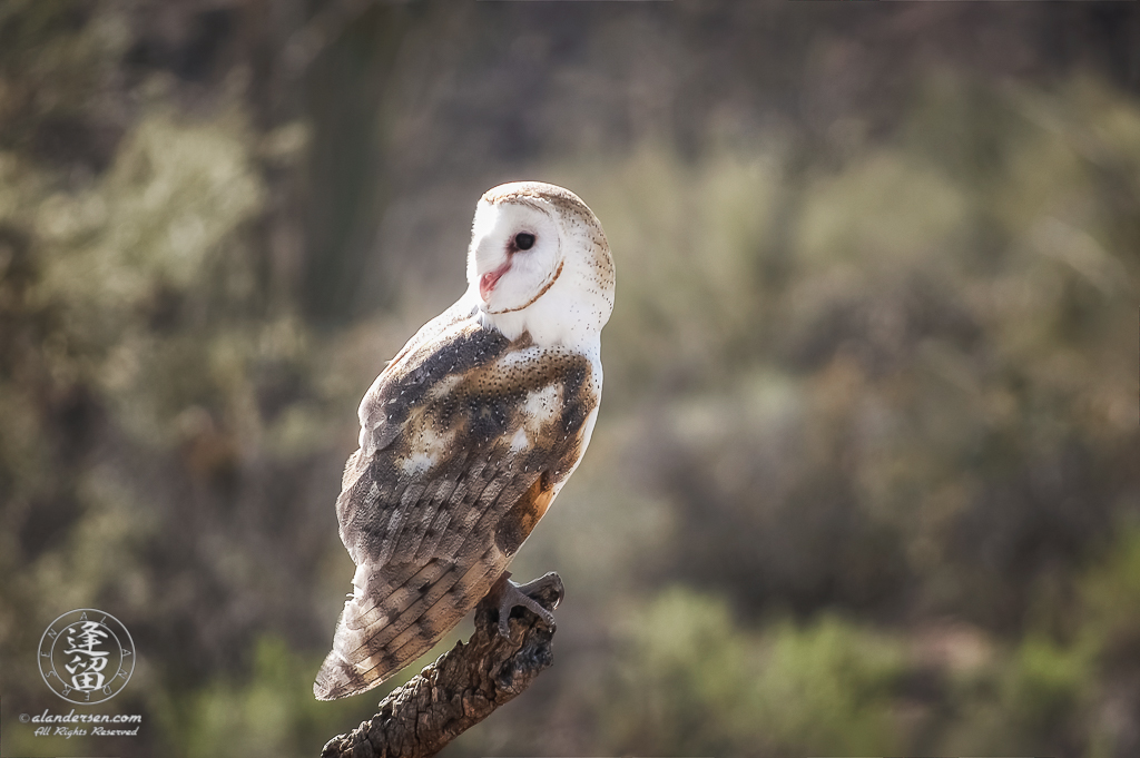 A Barn Owl (Tyto alba) perched on a cholla branch and looking over its shoulder.