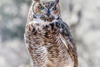 Great Horned Owl 9 Great Horned Owl (Bubo virginianus) perched on tip of a dead cholla branch.