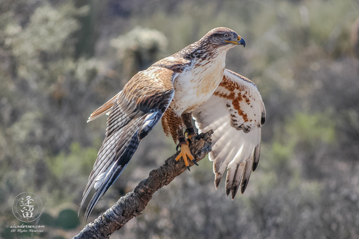 Ferruginous Hawk (Buteo regalis) perched on limb with wings spread.