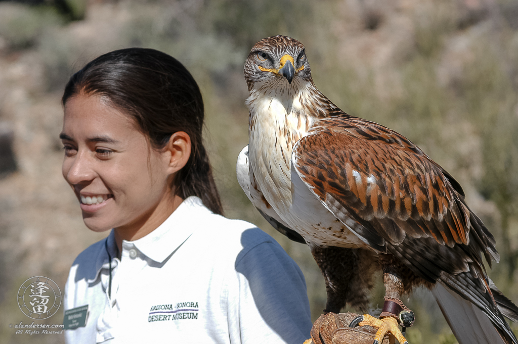 Docent and Trainer Ms Marta Hernandez does a question and answer session regarding the behavioral characteristics of a gorgeous Ferrugionous Hawk (Buteo regalis) during one of the Arizona Sonora Desert Museum Rator Flyby sessions, outside of Tucson in Arizona