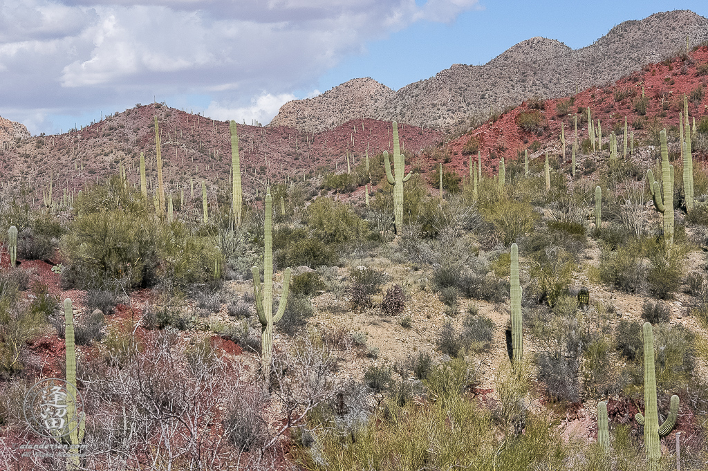 Hills in the Sonoran Desert around the Arizona-Sonora Desert Museum outside of Tucson, Arizona.