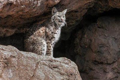 Bobcat On Ledge Bobcat (Lynx rufus) sitting in bright sunlight on rock ledge.