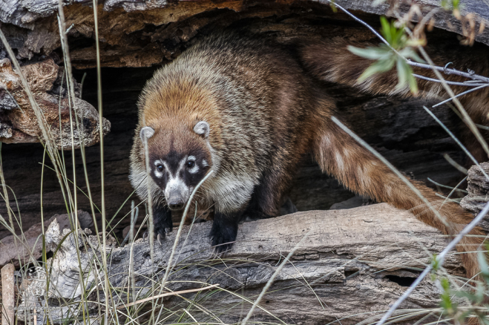 White-nosed Coati (Nasua narica) standing at the edge of hollowed out log.