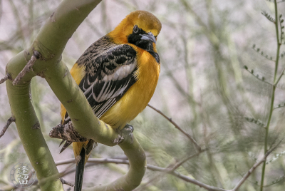Hooded Oriole 6 Male Hooded Oriole (Icterus cucullatus) perched on Palo Verde branch.