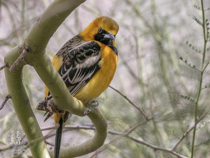 Male Hooded Oriole (Icterus cucullatus) perched on Palo Verde branch.