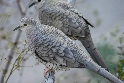 Inca Dove Pair Pair of Inca doves (Columbina inca) sitting on a creosote branch.
