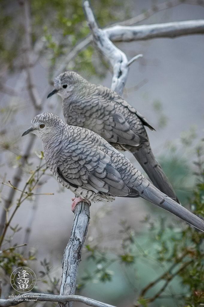 Pair of Inca doves (Columbina inca) sitting on a creosote branch.
