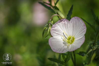Oenothera Speciosa Closeup of Oenothera speciosa flower sunlit against green background.