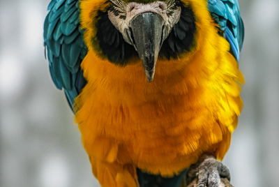 Polly Wants A Cracker NOW! Ominous-looking Blue And Gold Macaw (Ara ararauna) perched on tree limb.