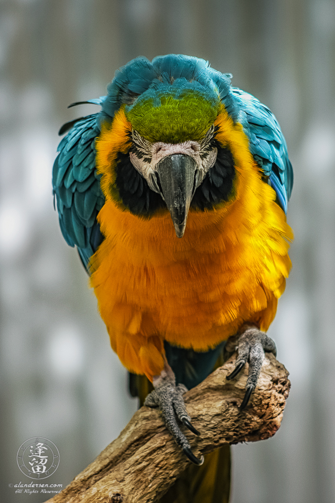 Ominous-looking Blue And Gold Macaw (Ara ararauna) perched on tree limb.