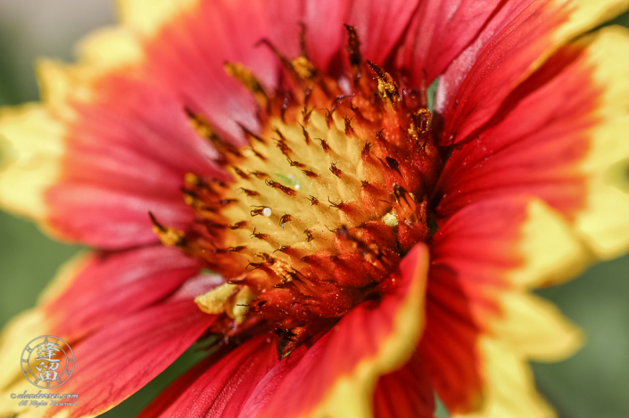 Closeup of red and yellow Blanket Flower (Gaillardia pulchella or Gaillardia aristata).