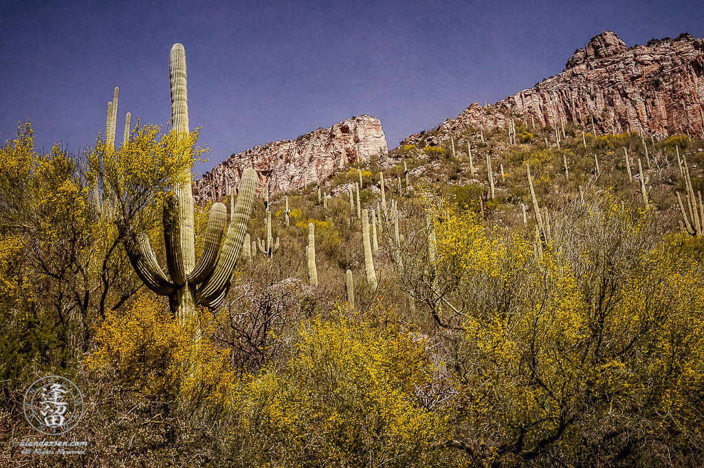 Textured desert landscape image of Saguaros, Palo Verdes, and cliffs in Sabino Canyon, Tucson, Arizona.
