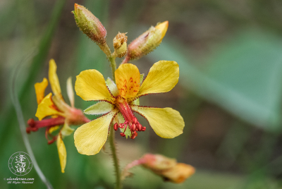Indian Rushpea Indian Rushpea (Hoffmannseggia glauca) wildflower macro closeup image.