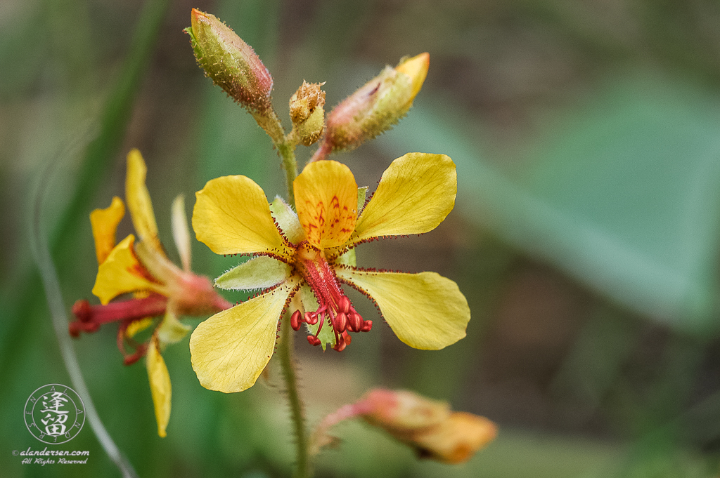Indian Rushpea (Hoffmannseggia glauca) wildflower macro closeup image.
