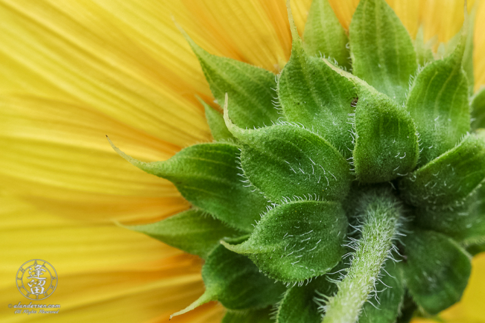 Fuzzy green-layered underside of common wild sunflower (Helianthus annuus).