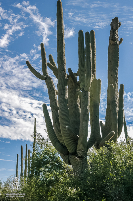 Saguaro (Carnegiea gigantea) cactus standing tall before deep blue sky.