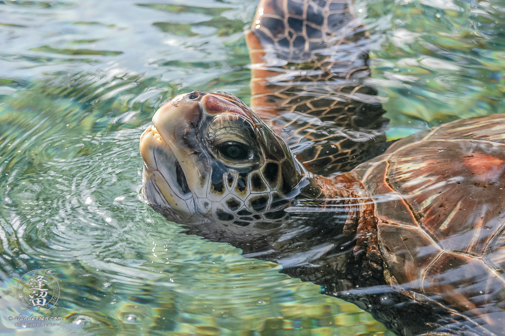 A Green Sea Turtle (Chelonia mydas) pokes its head out of clear water to get a breath of fresh air.