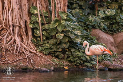 Flamingo And Banyan Tree Flamingo dozing on one leg in lagoon near banyan tree.