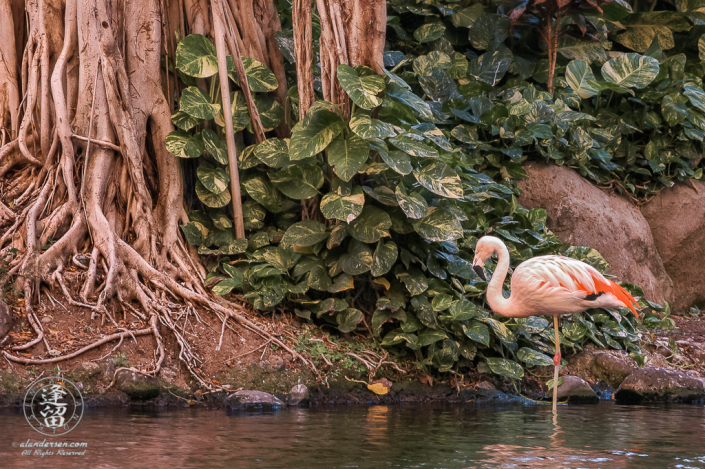 Flamingo dozing on one leg in lagoon near banyan tree.