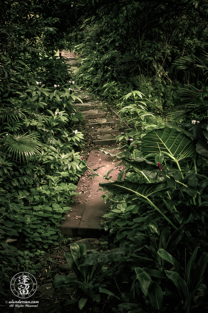 Sunlit stepping stones provide a dry path through a dark tropical forest.