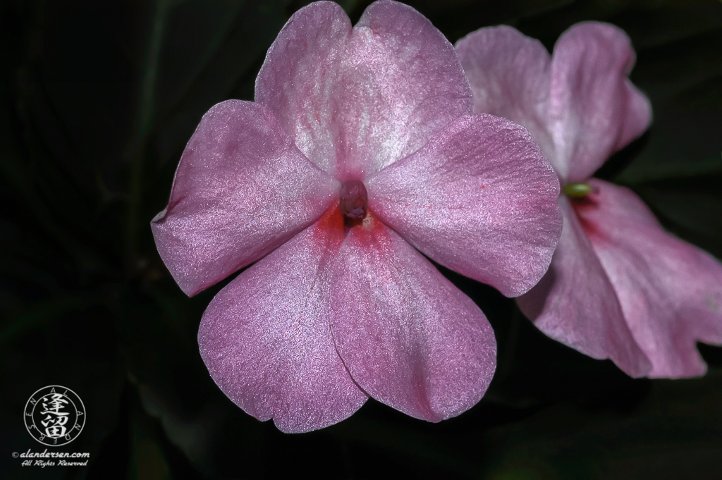 Pair of pink Impatiens flowers brightly lit against a dark background.