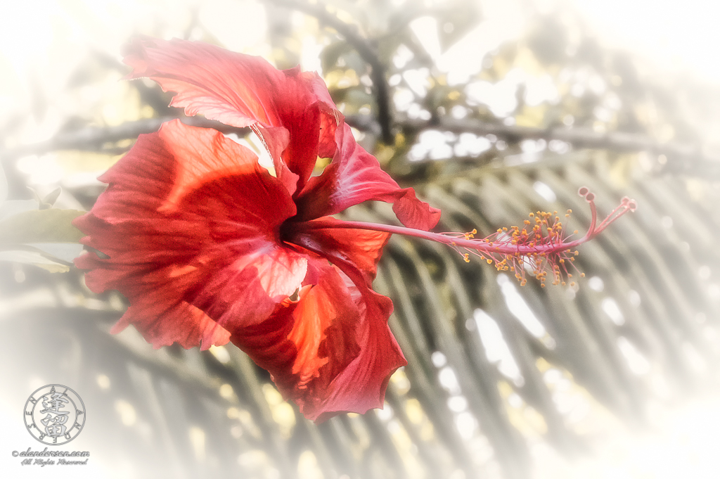 Red Hibiscus flower lit by dappled sunlight through palm fronds.
