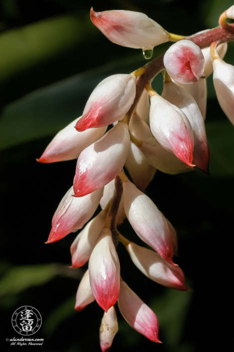 Hanging Shell Ginger (Alpinia zerumbet) flower cluster.