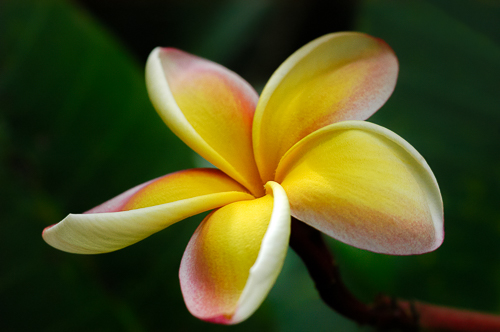 Cover image for Al Andersen Photogaphy's Hawaii Flora Gallery.