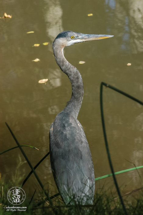 Great Blue Heron (Ardea herodias) standing amongst horsetails by river.