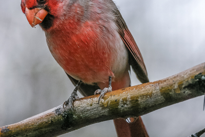 Northern Cardinal 2 Northern Cardinal (Cardinalis cardinalis) perched on wet branch.