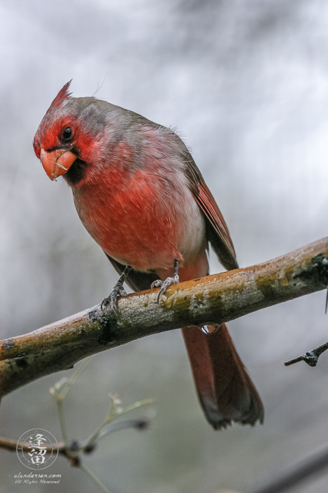 Northern Cardinal (Cardinalis cardinalis) perched on wet branch.