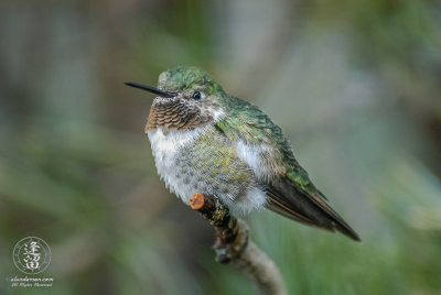 Broad-tailed Hummingbird Broad-tailed Hummingbird (Selasphorus platycercus) perched on a branch.