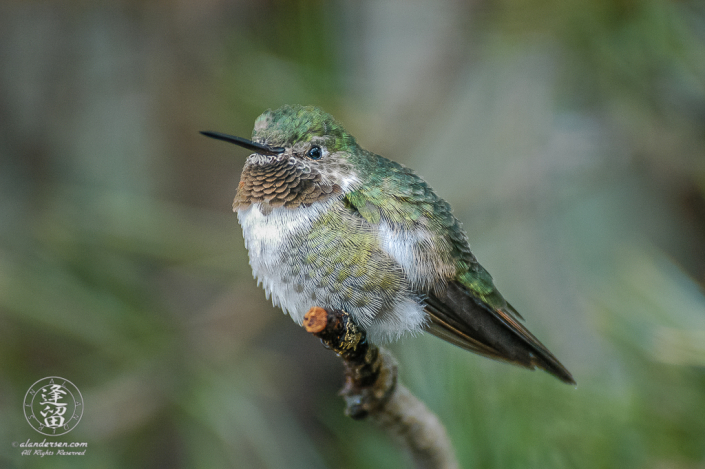 Broad-tailed Hummingbird (Selasphorus platycercus) perched on a branch.