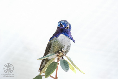 Iridescent Costa's Hummingbird Male Costa's Hummingbird (Calypte costae) displaying his iridescent azure-blue gorget.