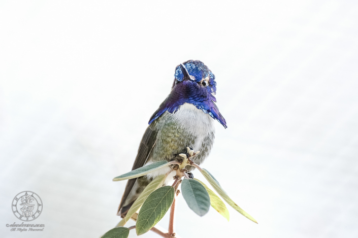 Male Costa's Hummingbird (Calypte costae) displaying his iridescent azure-blue gorget.