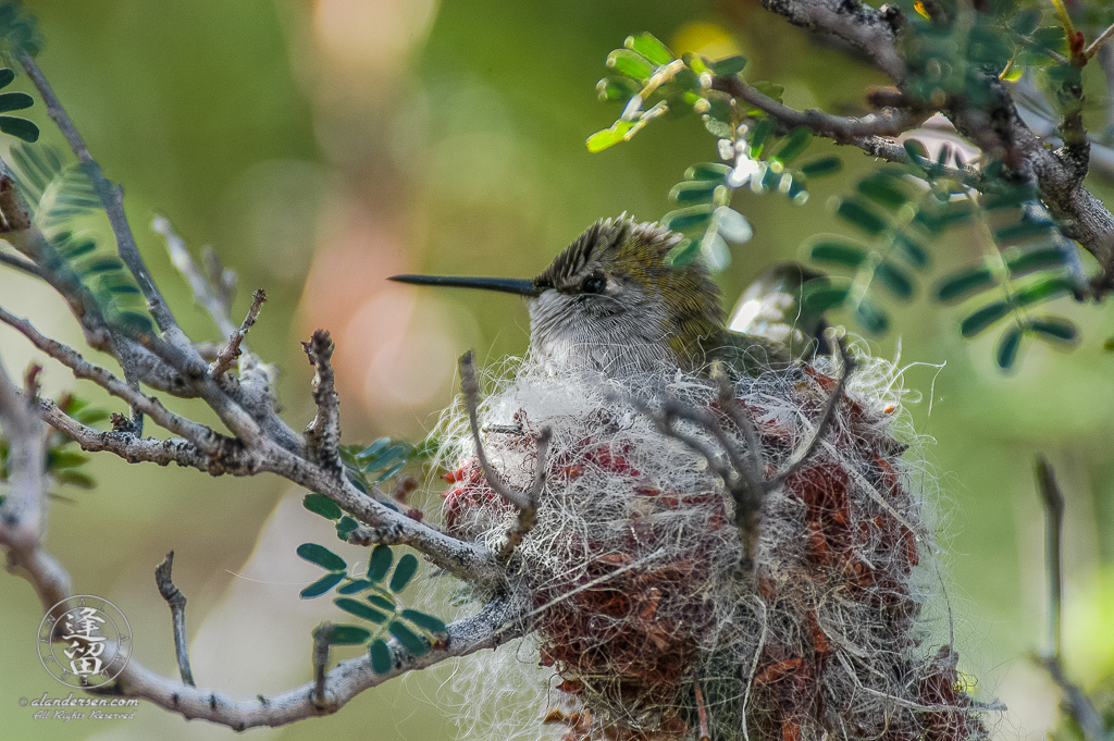 Female Broad-billed (Cynanthus latirostris) hummingbird nesting in mesquite tree.