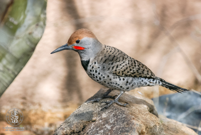 Northern Flicker Northern Flicker standing atop a rock.