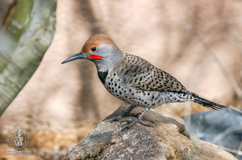 A Northern Flicker standing atop a rock in the late morning sun.