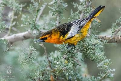 Bullock's Oriole Male Bullock's Oriole (Icterus bullockii) posturing to protect its territory.