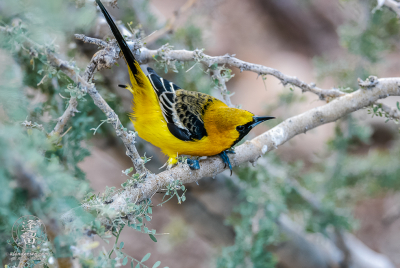 Hooded Oriole Male Hooded Oriole (Icterus cucullatus) posturing to protect its territory.