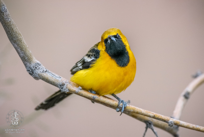 Hooded Oriole On Branch 1 Male Hooded Oriole (Icterus cucullatus) perched on branch.